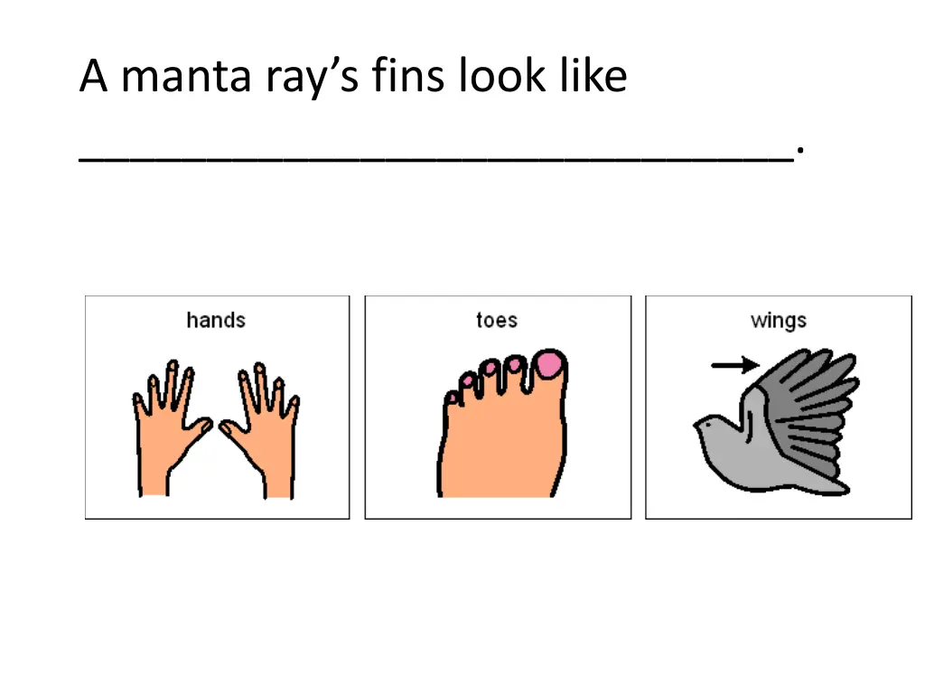 a manta ray s fins look like