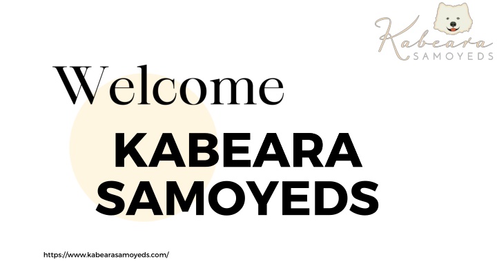 kabeara kabeara samoyeds