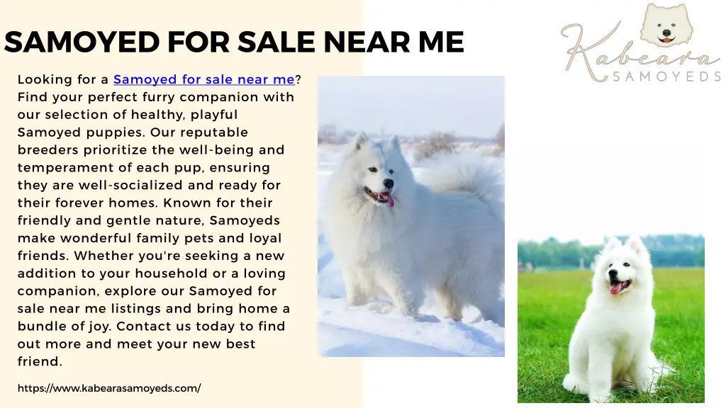 samoyed for sale near me