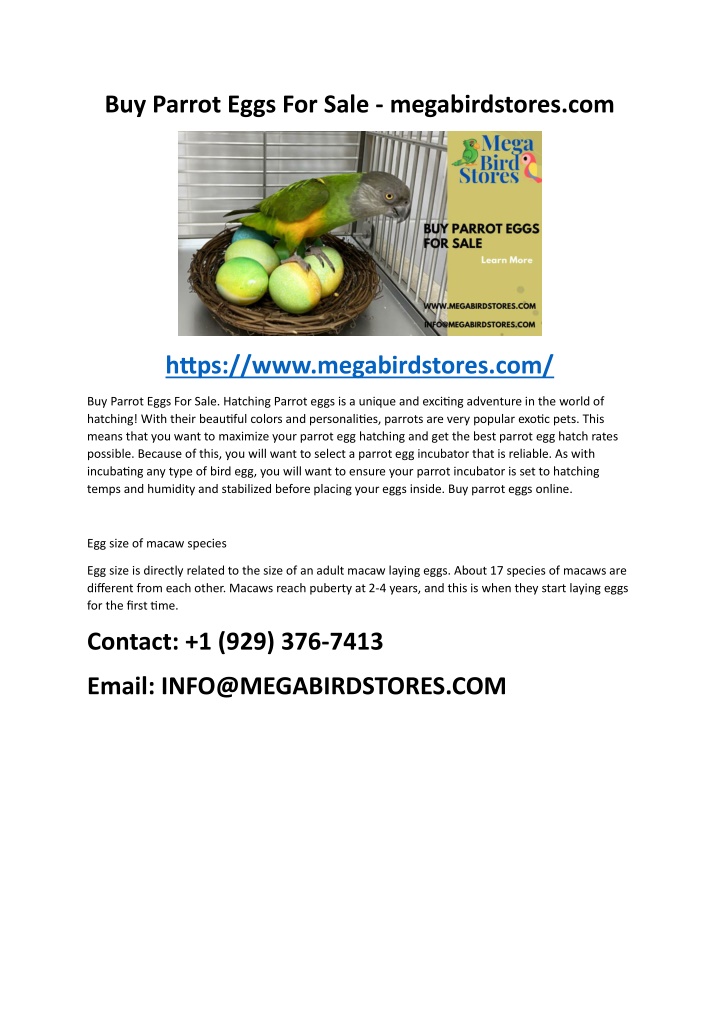 buy parrot eggs for sale megabirdstores com