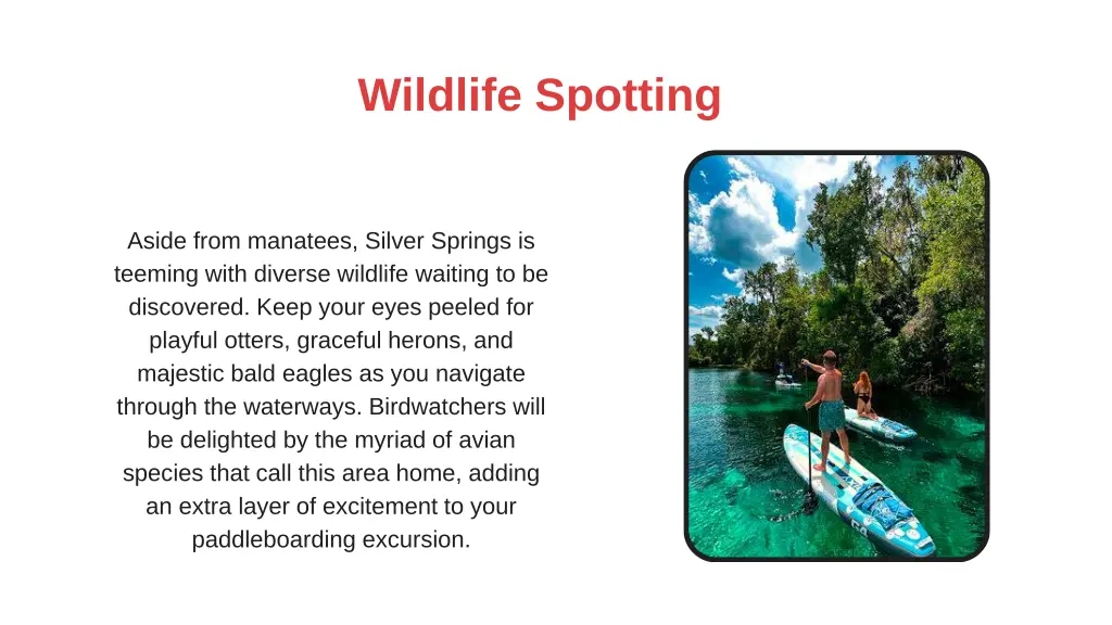 wildlife spotting