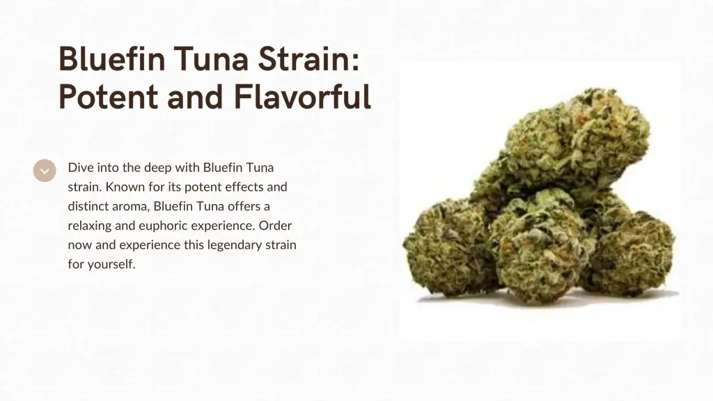 dive into the deep with bluefin tuna strain known